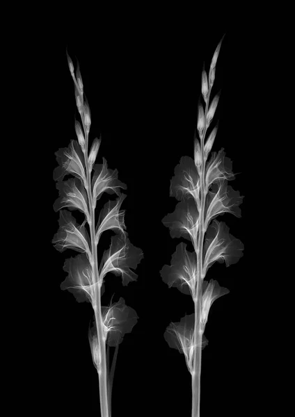 Gladiolstjälkar Röntgenbilder — Stockfoto