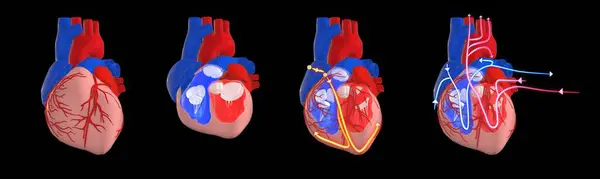 Sistema Circulatório Elétrico Coração Humano Ilustração Secção Transversal Coração Mostrando — Fotografia de Stock