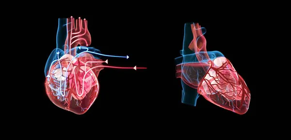 Illustrations Human Heart Lines Demonstrating Blood Flow — Stock Photo, Image