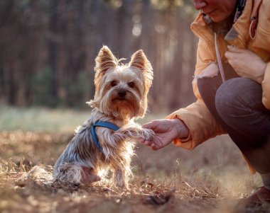    Köpek şafak sonbahar ormanda karşılamaktadır.