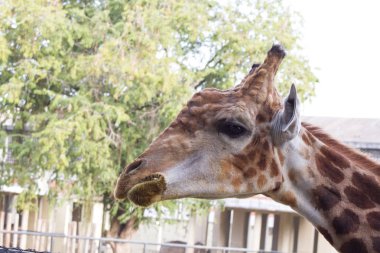 Yeşil ağaçların önündeki güzel bir zürafanın yakın çekimi.