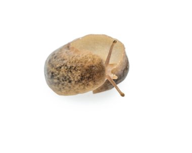 Büyük Slug beyaz arka plan üzerinde izole makro