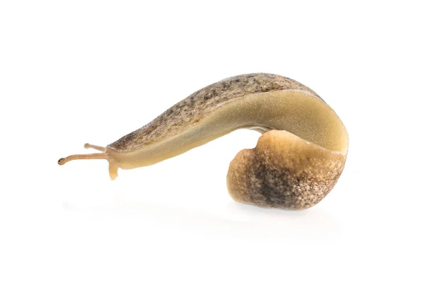 Büyük Slug beyaz arka plan üzerinde izole makro