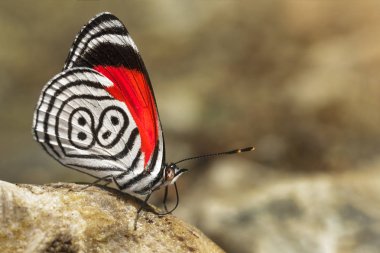 Güzel kelebek dietriası 88 olarak da bilinir.