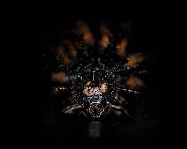 Siyah, turuncu ve sarı solucan tırtıllar hayvanlar izole siyah arka plan üzerine - Imagem