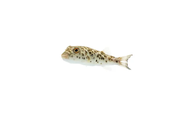 Rozdymka Ryb Akwariowych Białym Tle — Zdjęcie stockowe