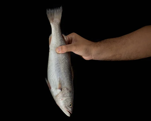 Рука Человека Держит Свежую Сырую Корвинную Рыбу Черном Фоне — стоковое фото