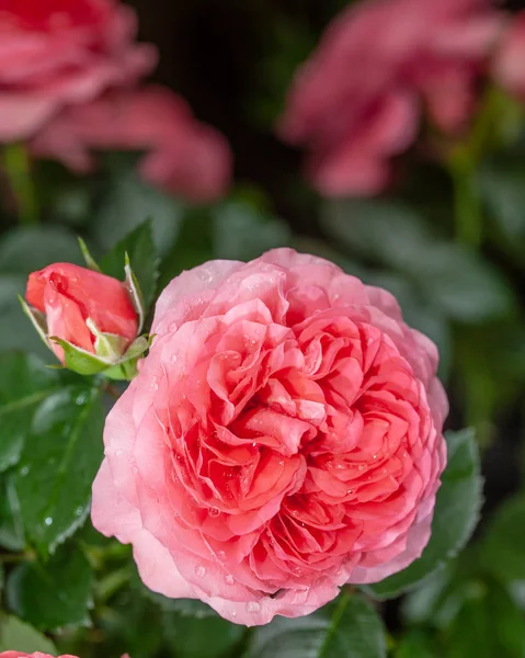 Beautiful pink rose in a garden (rose)