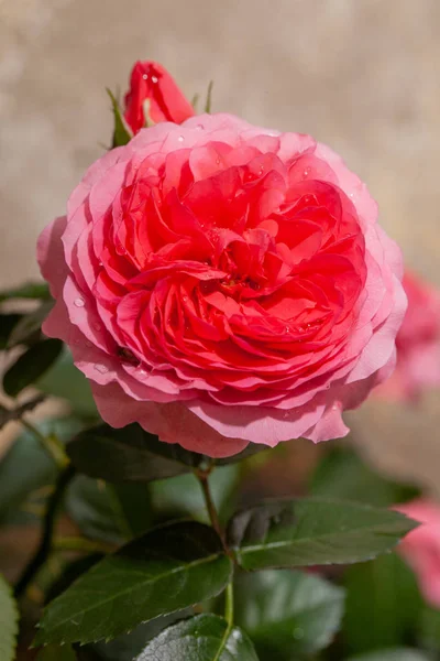 Beautiful pink rose in a garden (rose)