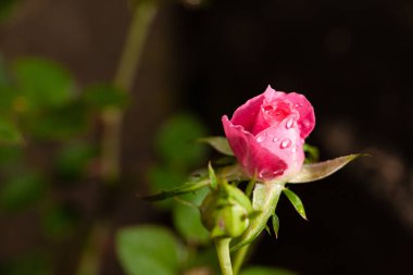 Bahçedeki güzel pembe gül.)