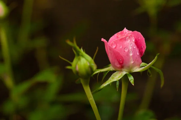 Красива Рожева Троянда Саду Роза — стокове фото
