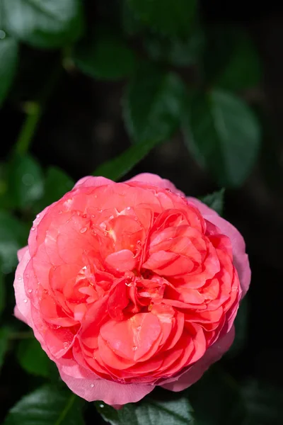 Beautiful Pink Rose Garden Rose — Stock Photo, Image