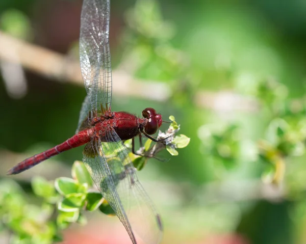 Dragonfly Κάθονται Ένα Κλαδί Θολή Φόντο — Φωτογραφία Αρχείου