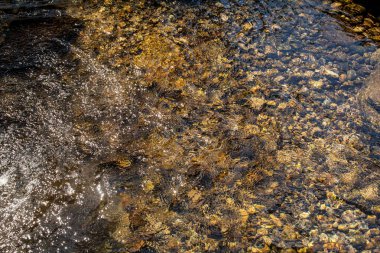 Nehir Yatağı - Nehrin berrak sularının altında taşlar (taş, doku))