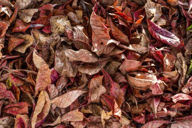 Altın ve kırmızı arka plan sonbahar sonbahar yaprakları