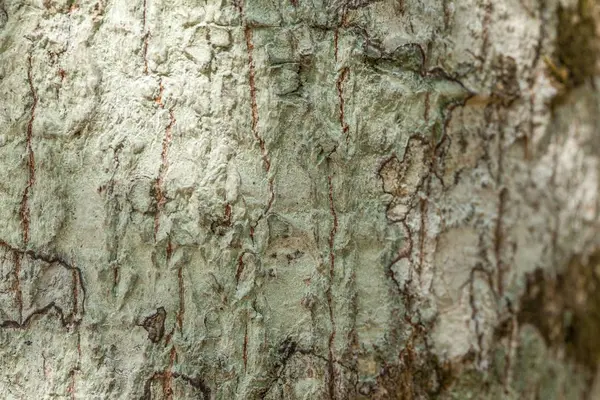 Rustik Trästruktur Tom Mjuk Trä Bakgrund Med Naturligt Mönster — Stockfoto