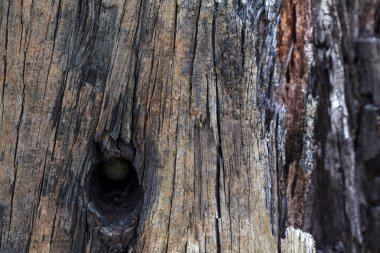 Kırsal ahşap doku, boş ahşap zemin ve doğal desen.