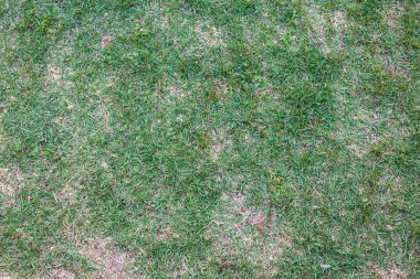 Çim alan doku (arka plan)