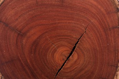 Tahta dokusu ağaç gövdesini kesmiş