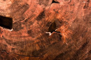 Tahta dokusu ağaç gövdesini kesmiş