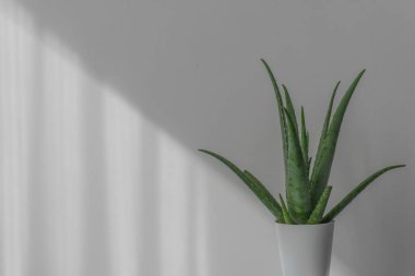 Aloe Vera beyaz tenceredeki bitki beyaz arka planda izole edilmiş yumuşak gölge.
