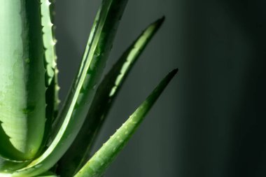 Aloe Vera tropikal yeşil bitkiler sıcak havayı hoş görürler. Yeşil yaprakların yakın çekimi, aloe vera. Aloe Vera cilt bakımı ve saç bakımı için çok kullanışlı bir bitkisel ilaçtır..