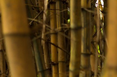 Sarı bambu ormanları.