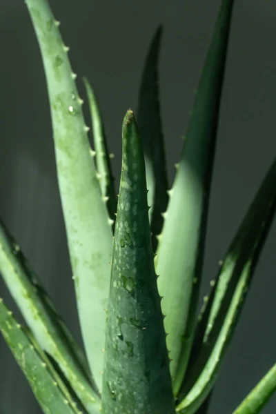 Aloe Vera Tropical Plantas Verdes Tolerar Tempo Quente Close Folhas — Fotografia de Stock