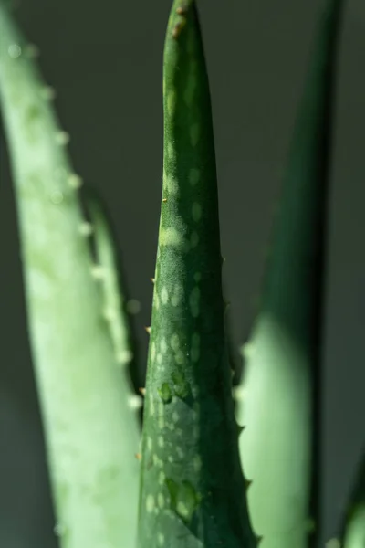 Aloe Vera Tropické Zelené Rostliny Tolerují Horké Počasí Zblízka Zelené — Stock fotografie