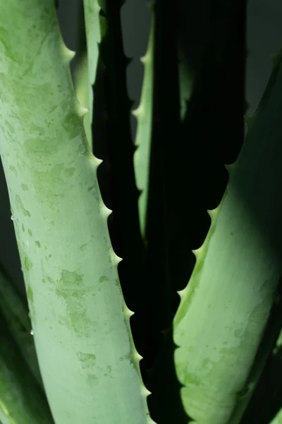 芦荟是热带绿色植物 绿叶密闭 芦荟是一种非常有用的草药 可用于护肤护发 — 图库照片