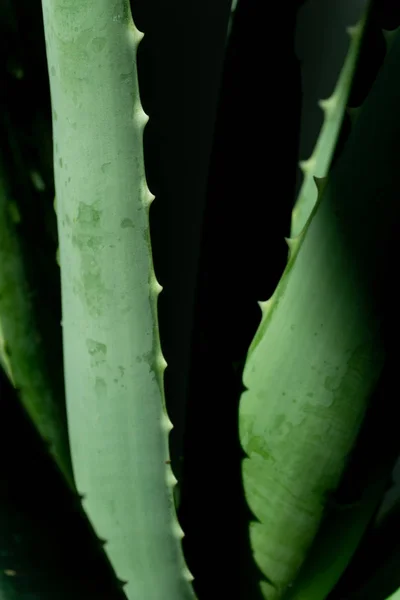 Aloe Vera Est Une Plante Verte Tropicale Tolère Temps Chaud — Photo