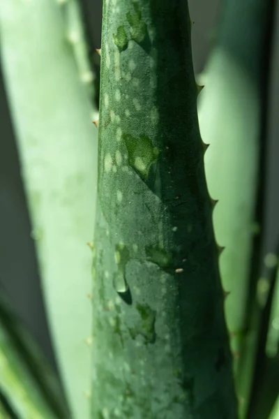 Aloe Vera Tropikal Yeşil Bitkiler Sıcak Havayı Hoş Görürler Yeşil — Stok fotoğraf