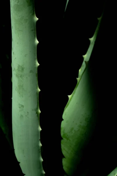 Aloe Vera Est Une Plante Verte Tropicale Tolère Temps Chaud — Photo