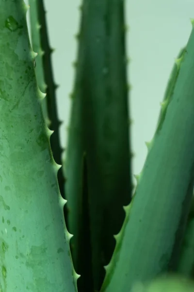 Aloe Vera Tropikal Yeşil Bitkiler Sıcak Havayı Hoş Görürler Yeşil — Stok fotoğraf
