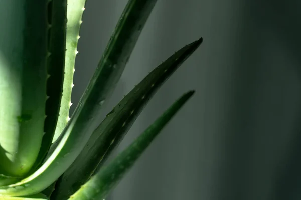 Aloe Vera Est Une Plante Verte Tropicale Tolère Temps Chaud — Photo