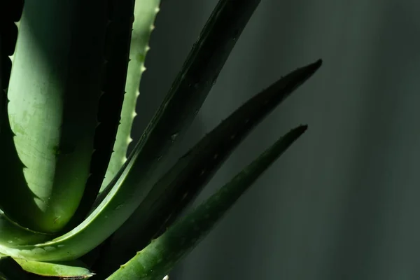 芦荟是热带绿色植物 绿叶密闭 芦荟是一种非常有用的草药 可用于护肤护发 — 图库照片