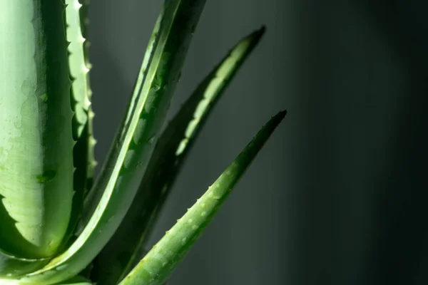 Aloe Vera Tropikal Yeşil Bitkiler Sıcak Havayı Hoş Görürler Yeşil — Stok fotoğraf