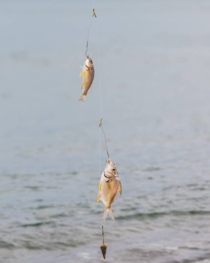 Sahilde oltaya takılan iki balık