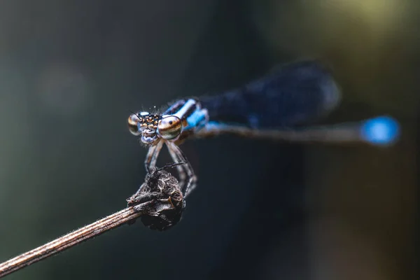 Dragonfly Κάθονται Ένα Κλαδί Θολή Φόντο — Φωτογραφία Αρχείου