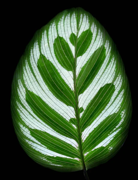 Feuilles Calathea Ornata Épingle Bande Fond Isolat — Photo