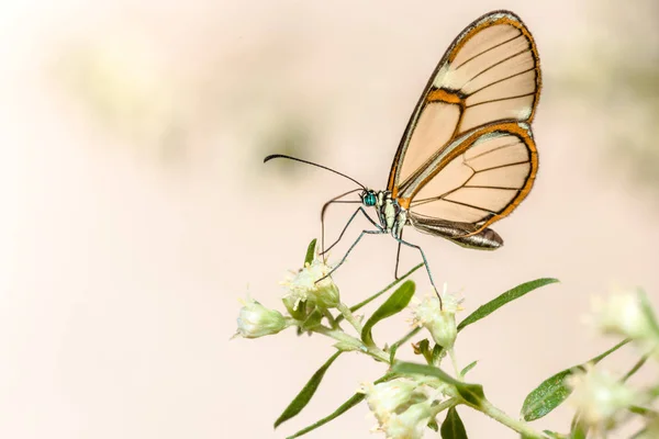Κοντινό Πλάνο Πεταλούδα Κάθονται Λουλούδι — Φωτογραφία Αρχείου