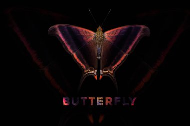 Koyu arkaplanda kırmızı ve turuncu kelebek ve yaz