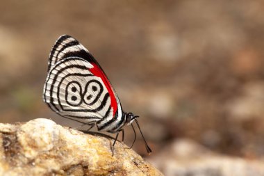 Güzel kelebek dietriası 88 olarak da bilinir.
