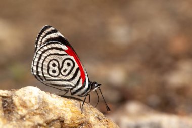 Beautiful butterfly diaethria also called 88 clipart