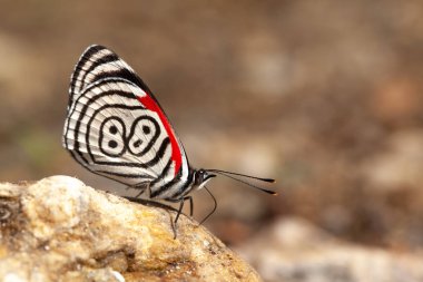 Güzel kelebek dietriası 88 olarak da bilinir.