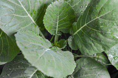 Organik lahana. Taze yeşil baş lahana