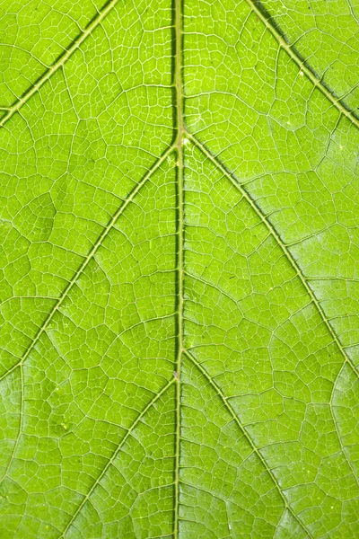Texture Green Background Oak Leaf Texture Closeup — Stock Photo, Image