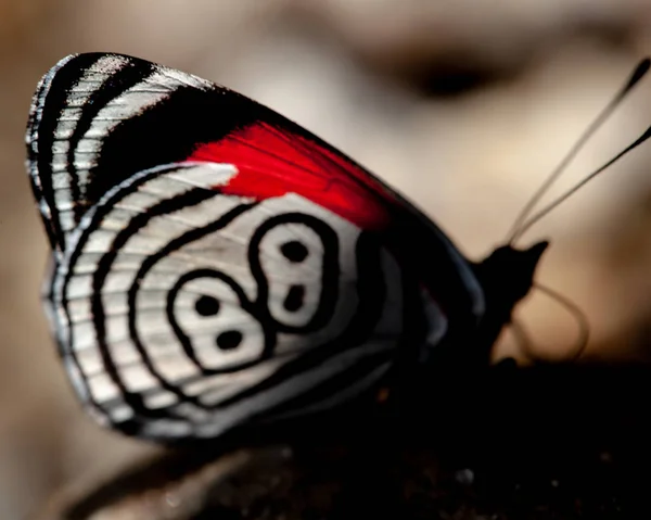 Όμορφη Πεταλούδα Diaethria Ονομάζεται Επίσης — Φωτογραφία Αρχείου