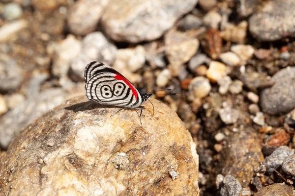 Hermosa Mariposa Diaethria También Llamado — Foto de Stock