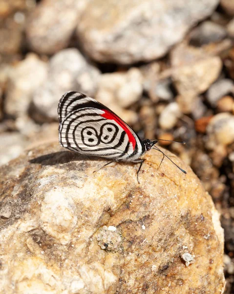 Όμορφη Πεταλούδα Diaethria Ονομάζεται Επίσης — Φωτογραφία Αρχείου